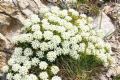 Alyssum ligusticum